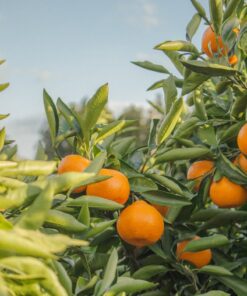 selective focus photography of unpicked orange fruits during daytime