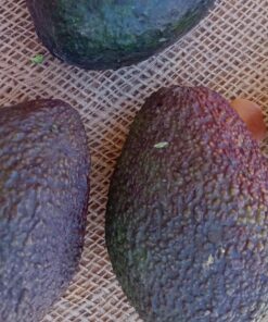 Palta Hass x kilo