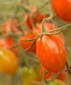 red and yellow round fruits