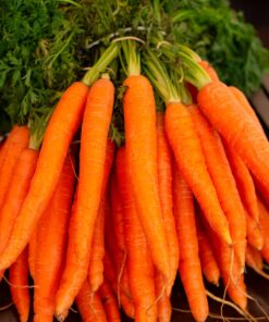 orange carrots on green grass
