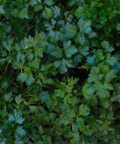 green leaves plant during daytime
