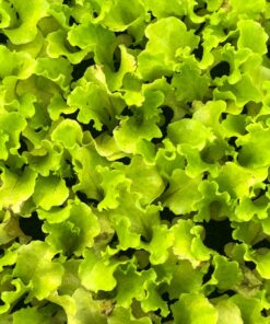 green plant in close up photography