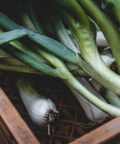 black and white bug on green leaf