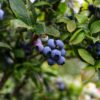 blue berries in tilt shift lens
