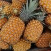 ripe pineapple fruits
