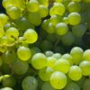 a close up of a bunch of green grapes