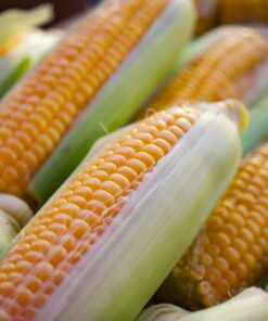 a close up of corn on the cob